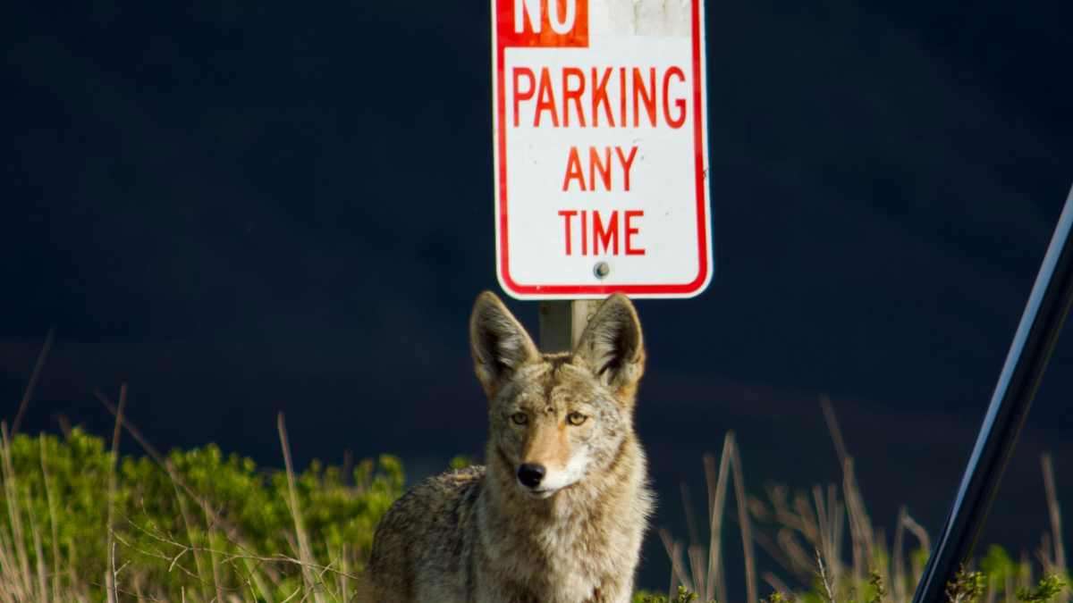 Will an air horn scare a coyote