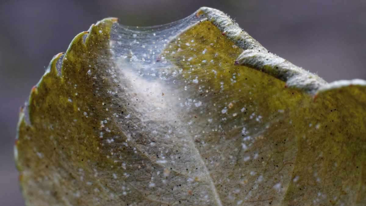 best outdoor sprays for spiders