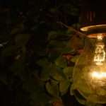 Mosquitoes are attracted to light