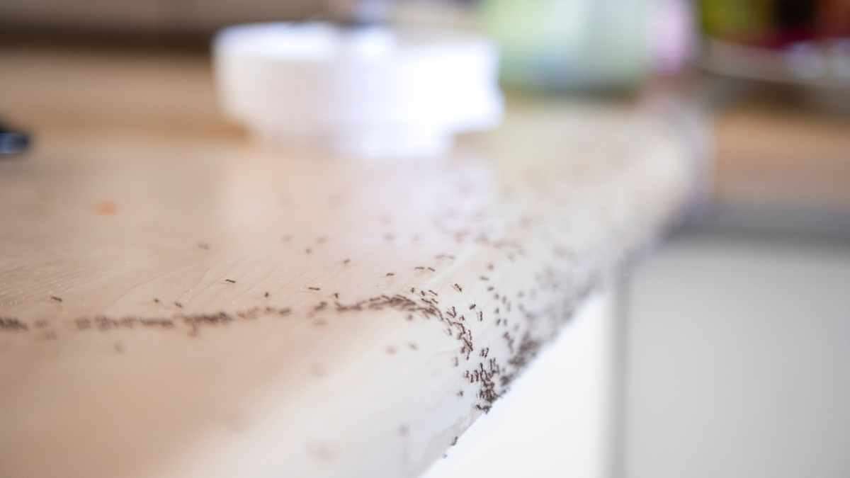 types of smells that attract ants