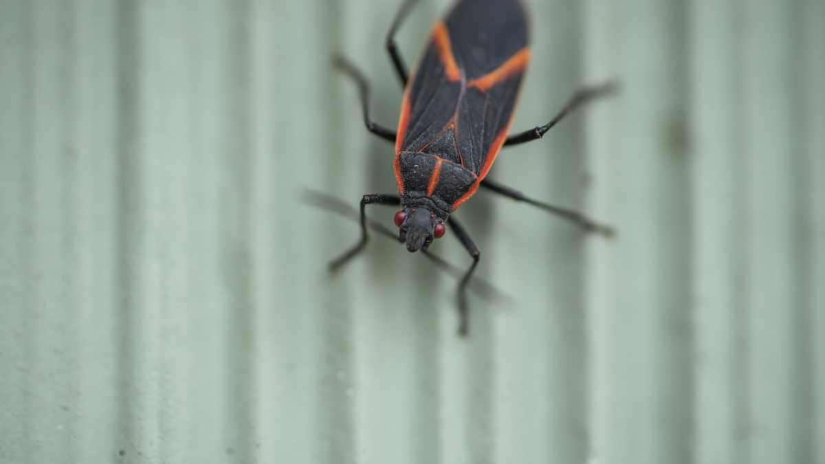 best boxelder bug repellents