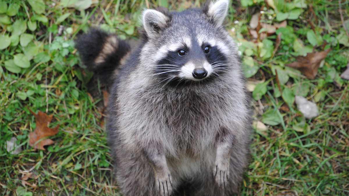 how to stop raccoons from eating your grapes