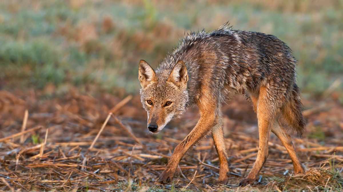 sounds that coyotes hate