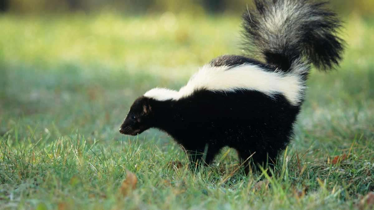 how to use coffee grounds to repel skunks