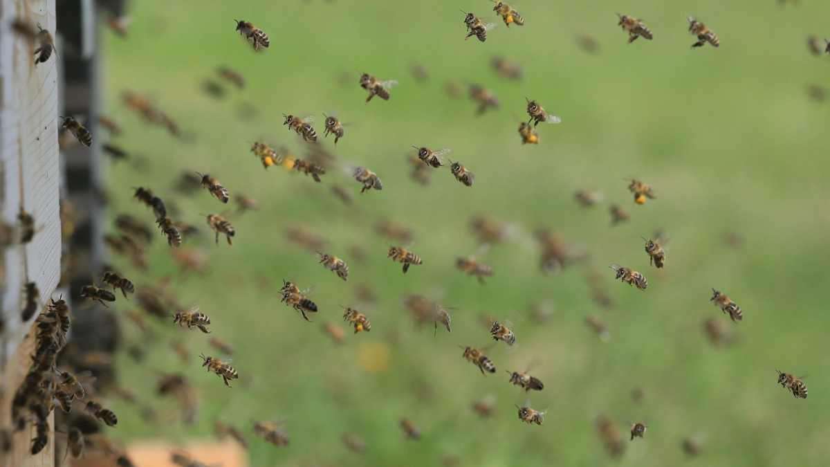why you keep getting bees and wasps in your house