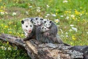 Where Do Opossums (Possums) Go During The Day? 7 Hidden Places! 1 where do opossums go during the day