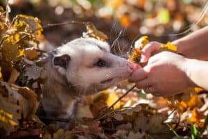 Where Do Opossums (Possums) Go During The Day? 7 Hidden Places! 5 where do opossums live