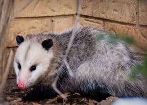 Where Do Opossums (Possums) Go During The Day? 7 Hidden Places! 3 where do opossums live
