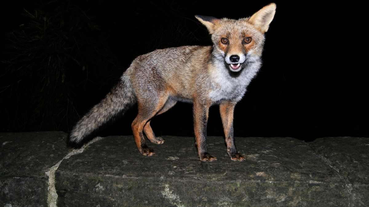 what time do foxes come out at night
