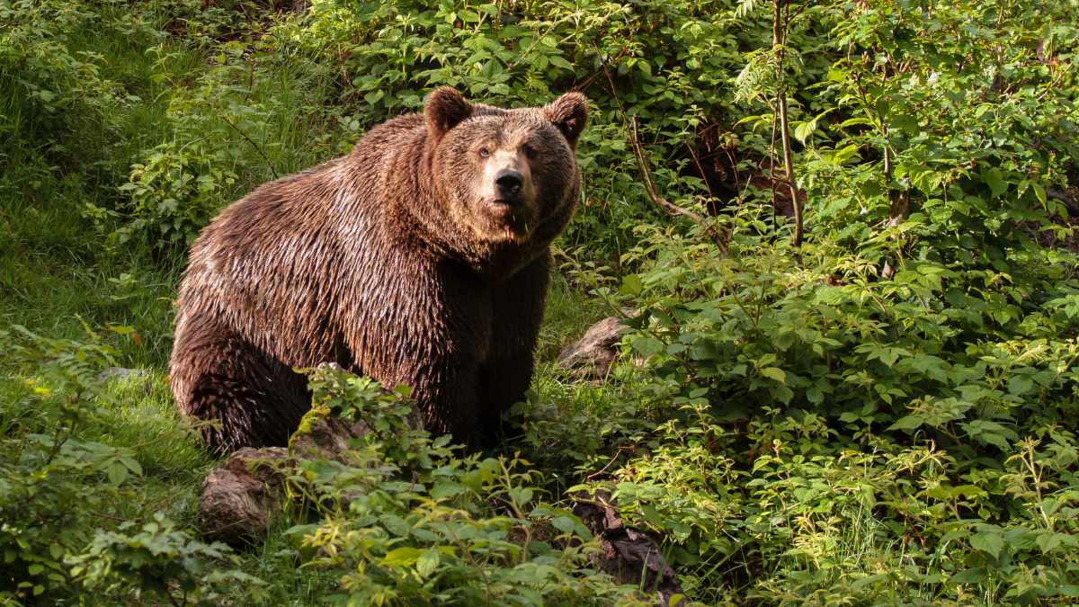 why bears aren't scared of fire