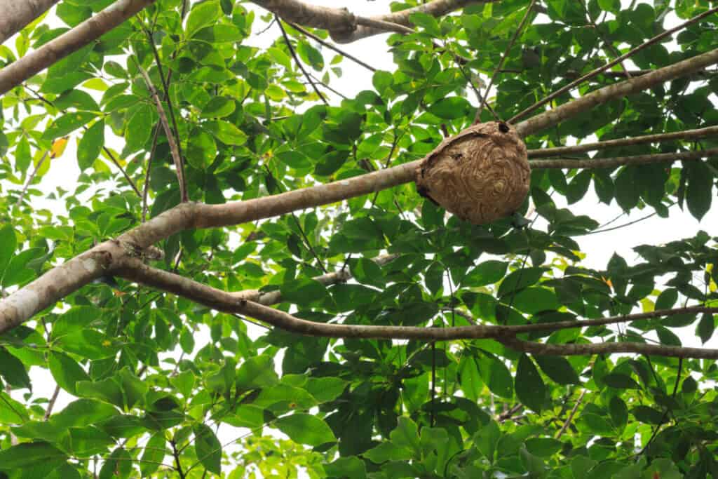 Paper wasp nest hanging from a tree branch among green leaves