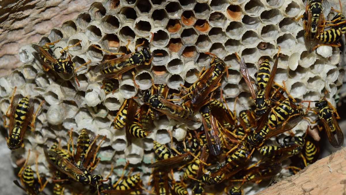 Paper wasps crawling on an open honeycomb nest before wasp nest removal
