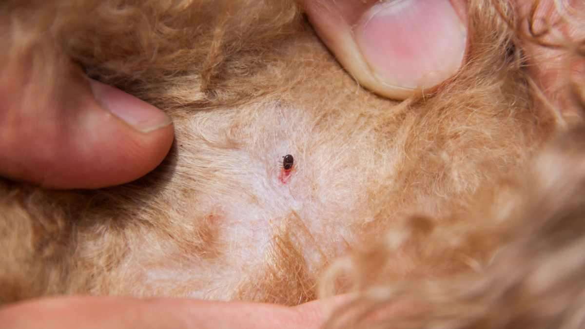 things that attract fleas to your home