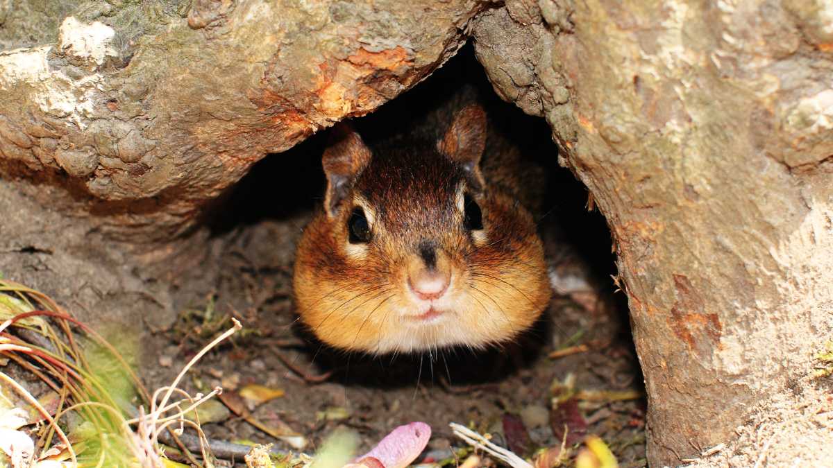 best ways to fill chipmunk holes