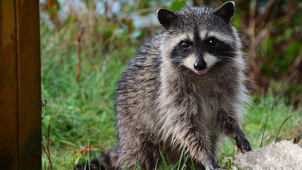 Does vinegar repel raccoons - vinegar raccoon repellent
