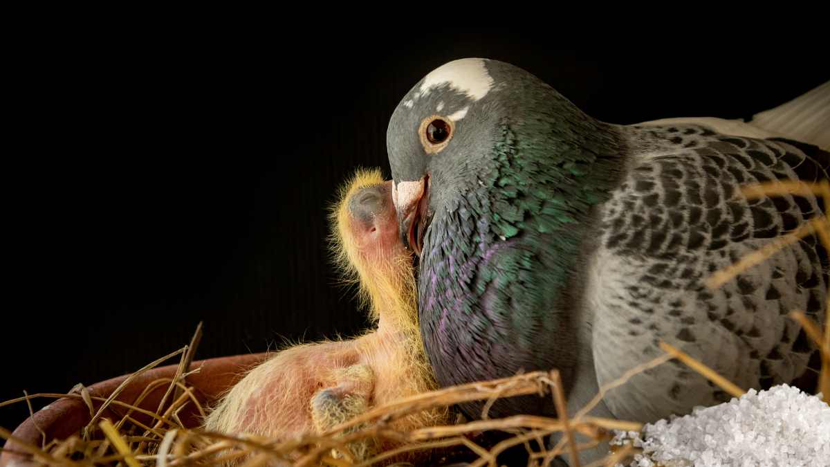 pigeons make nests for up bringing babies