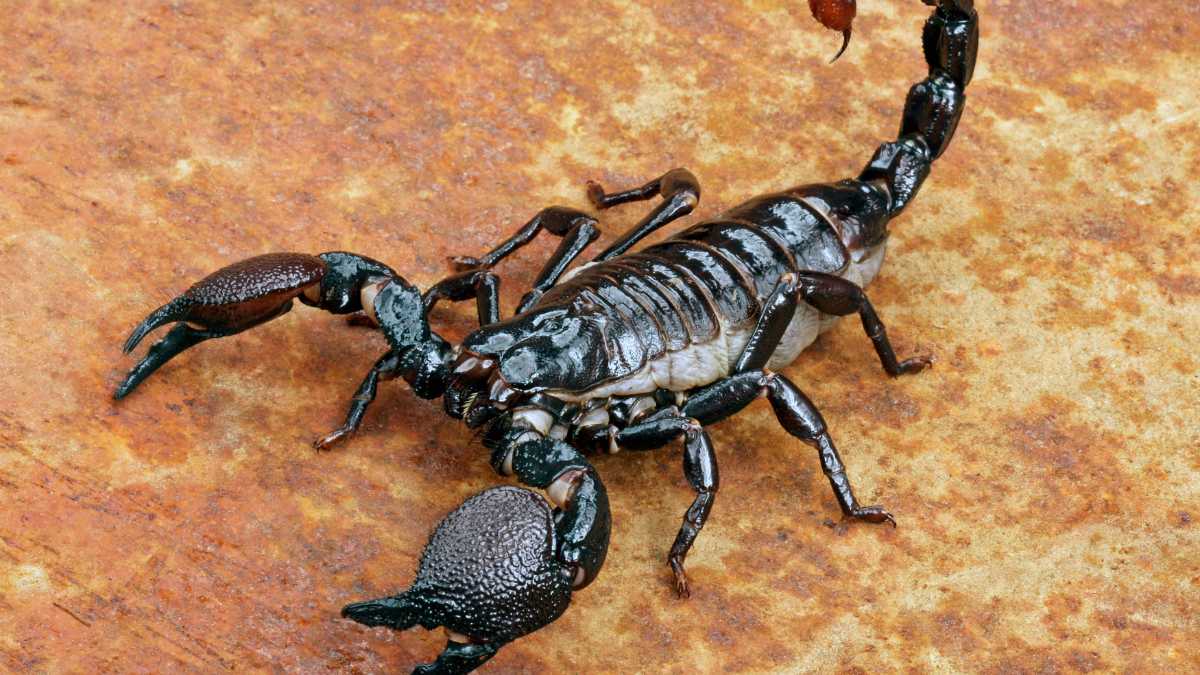 best time to spray for scorpions