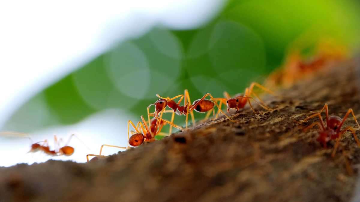plants that attract ants