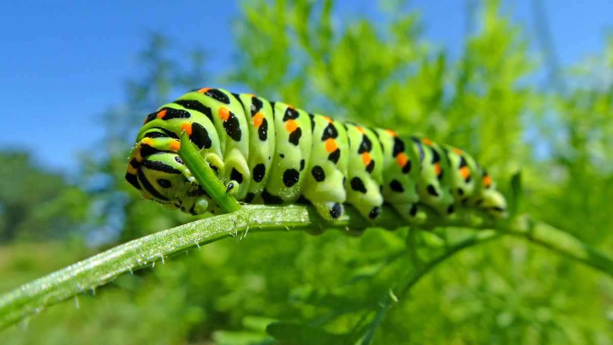 things to do if you find caterpillars in your house