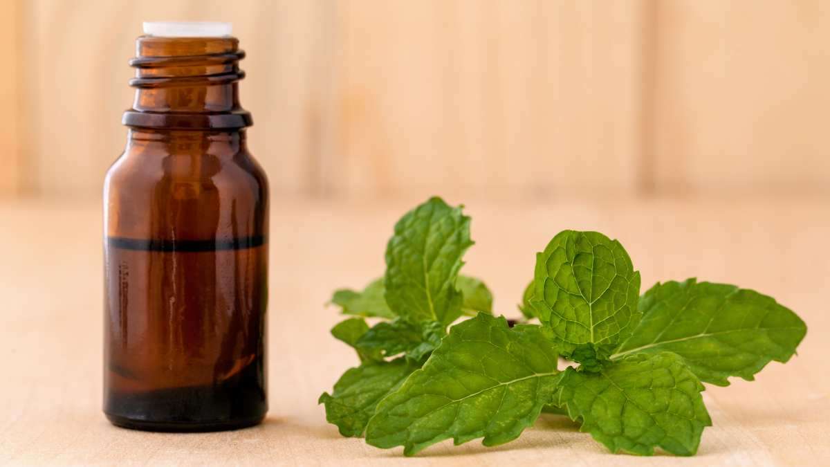 Using spearmint oil to repel mice