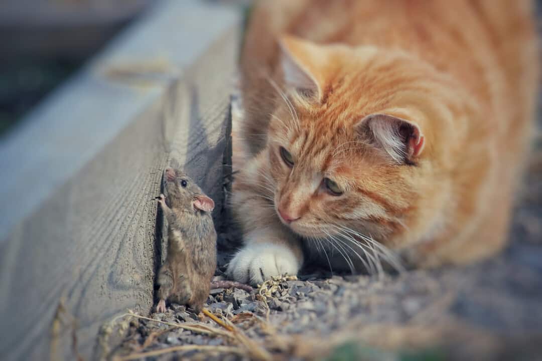 cats as natural mouse deterrants