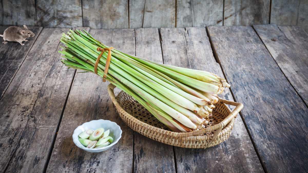 how to use lemongrass to repel mice