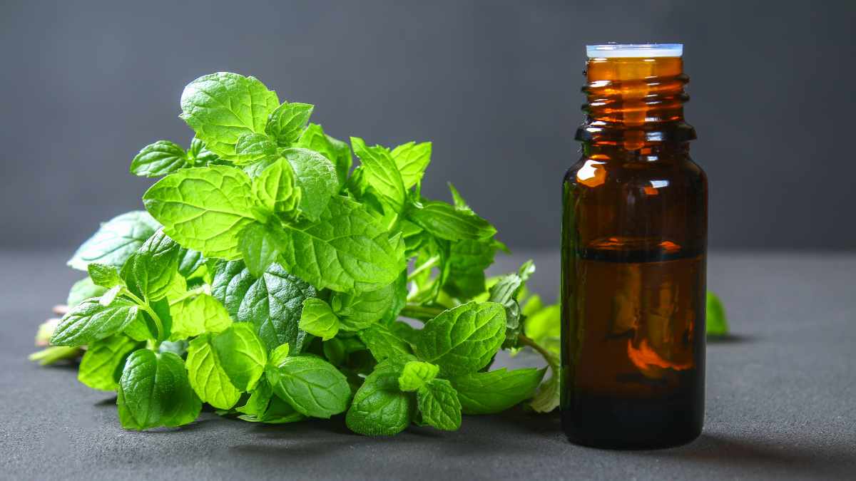 how to use peppermint plants to keep mice away