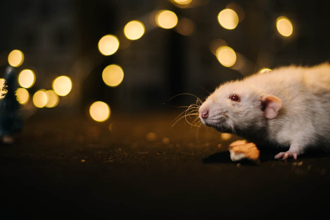 why mice avoid light - behavior