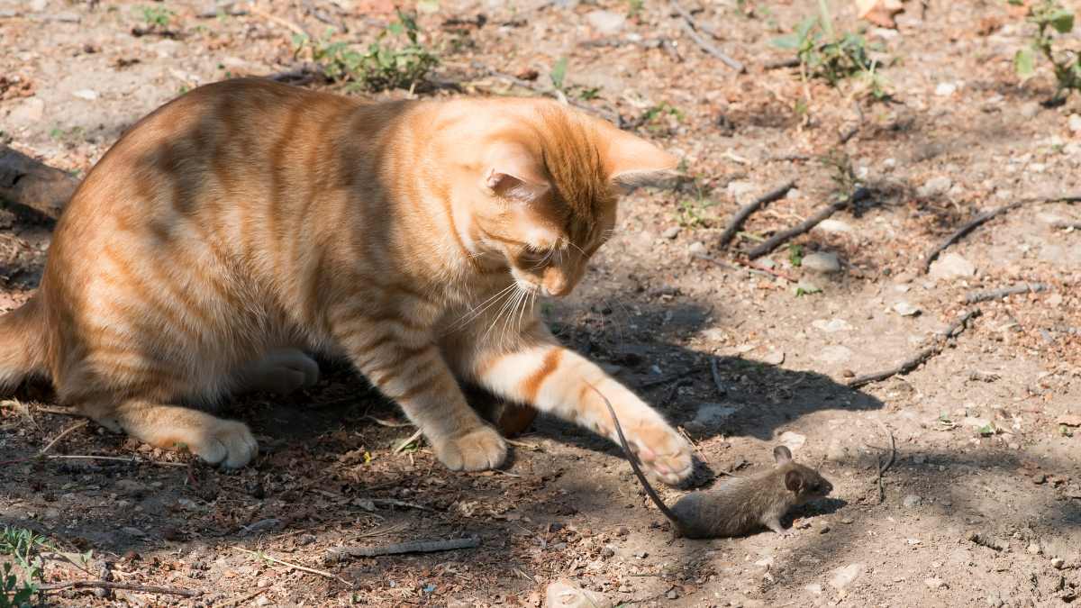 how cats can catch mice without having claws