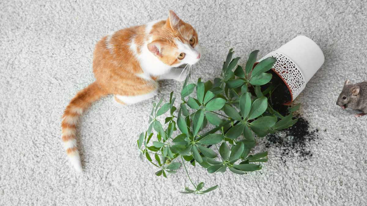 how to naturally keep mice out of your potted plants
