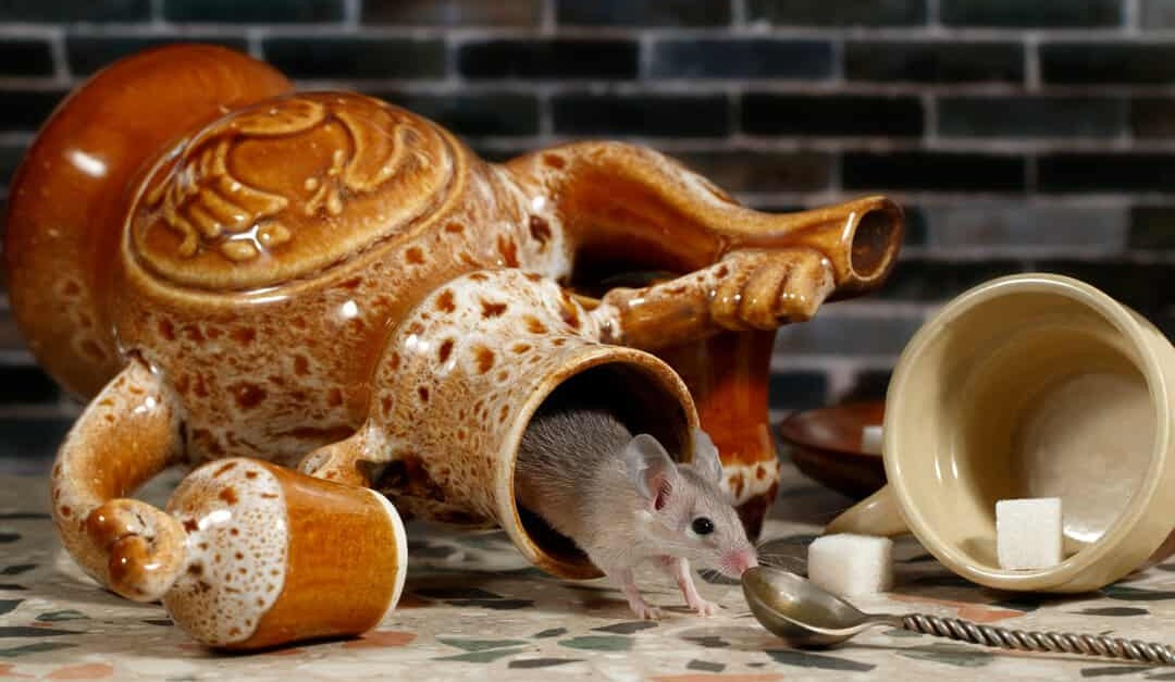 how to use tea bags to keep mice away