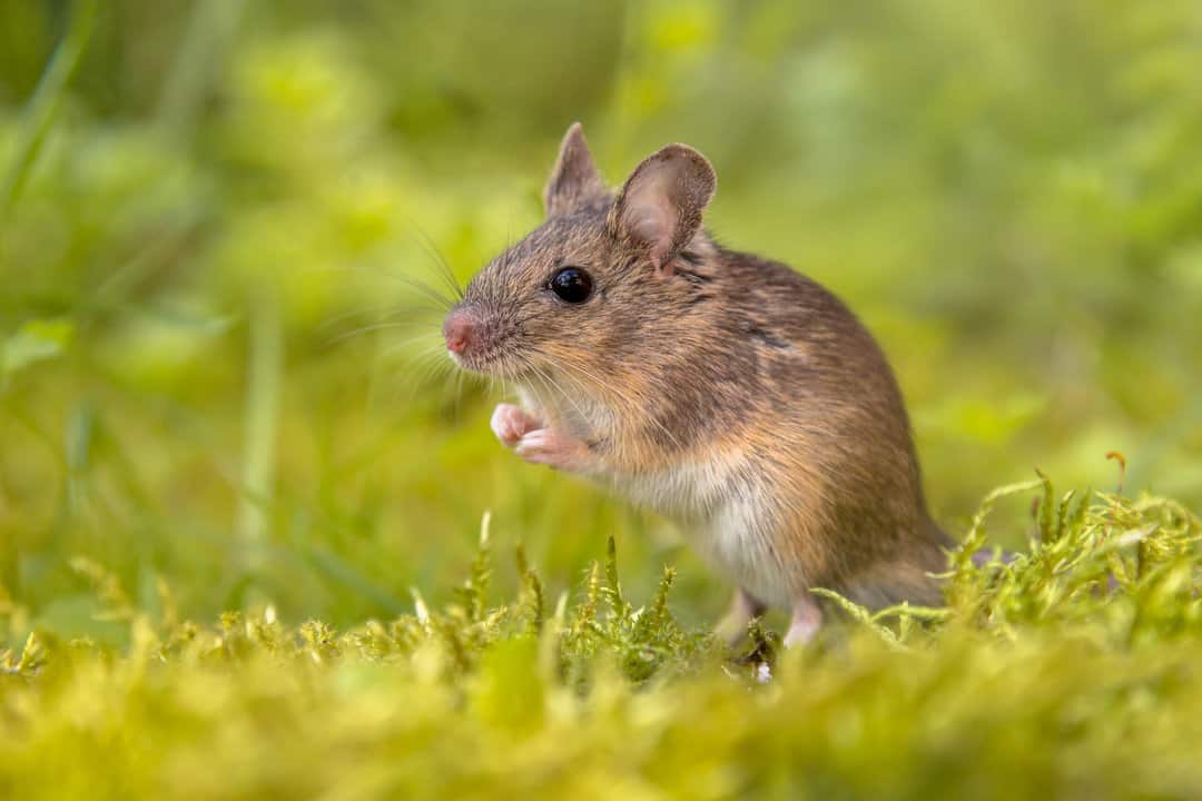 natural scents that hate mice