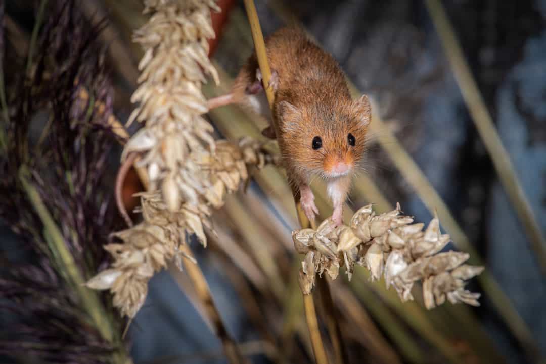 prevent mice infestation with vinegar