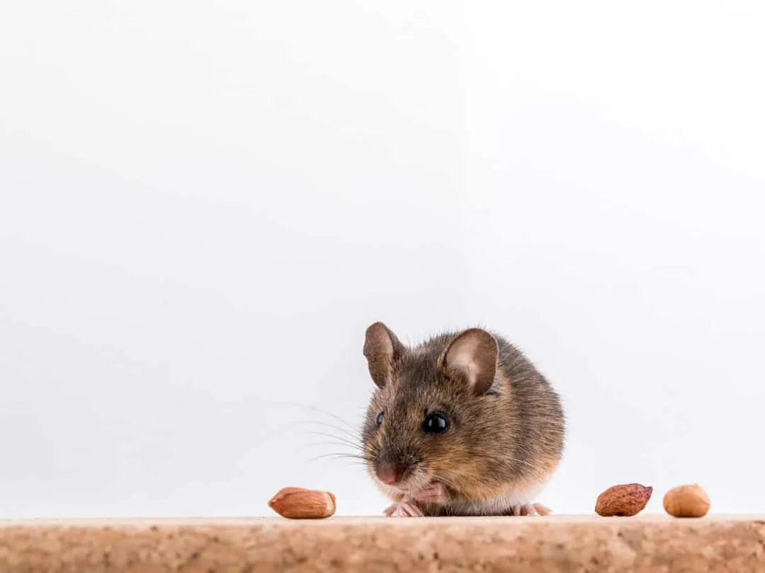 using cinnamon oil to repel mice - why repel mice
