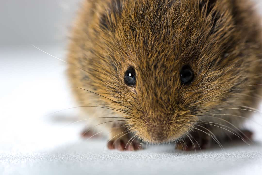 why do mice hate vinegar