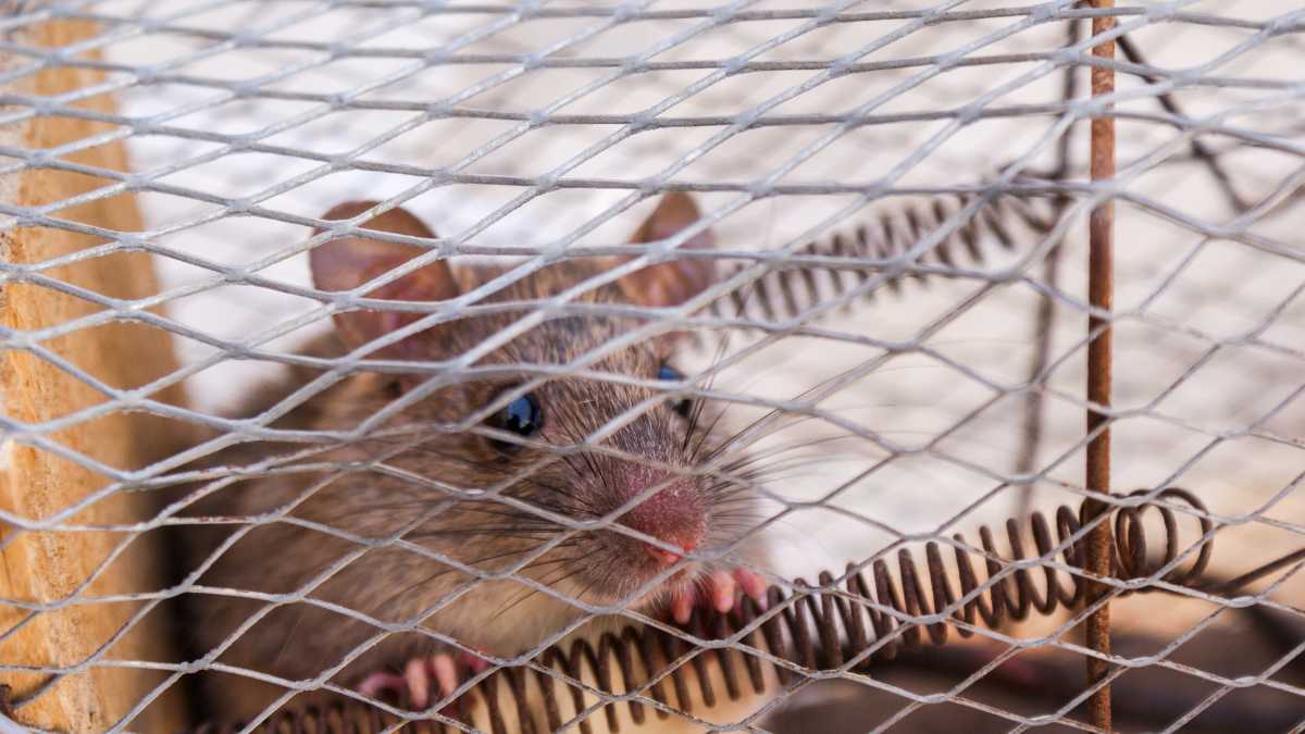 best mouse traps to get mice out of your shed