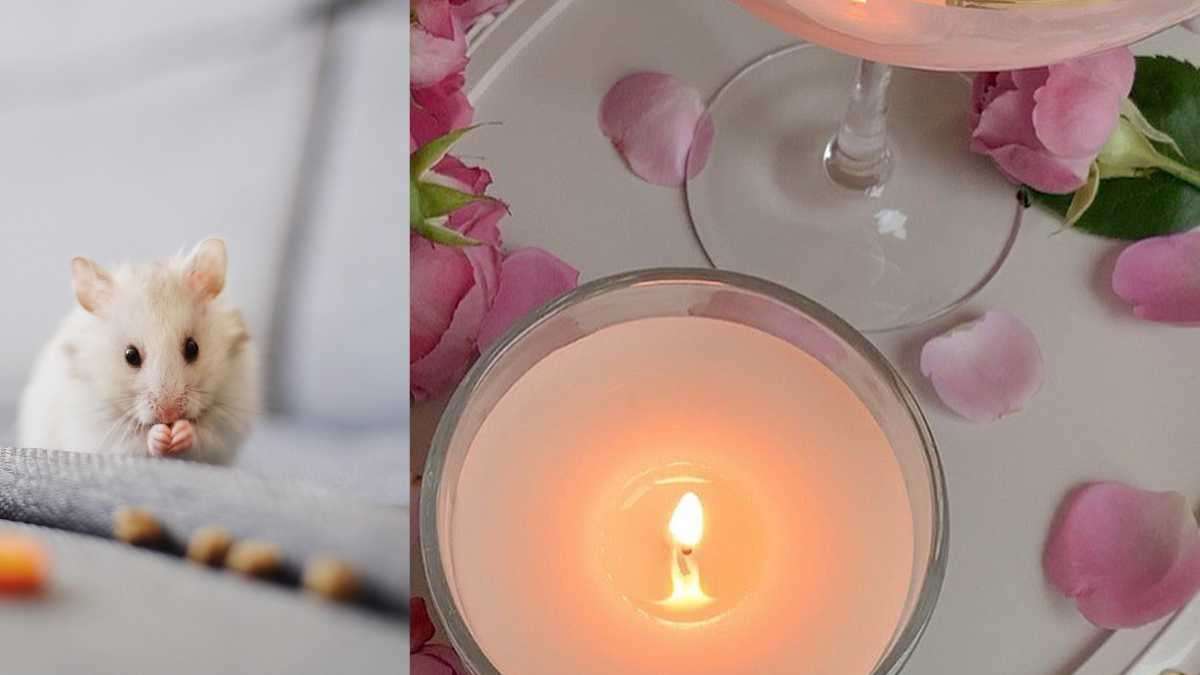 candle scents that will keep mice away