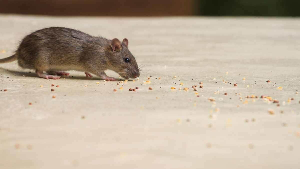 common places to find mice