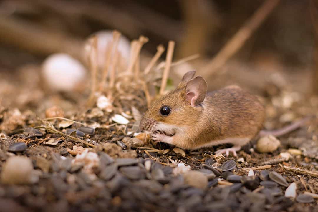 eliminate food sources to keep mice away