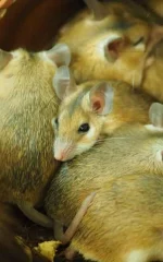 how to detect mouse nests in your yard