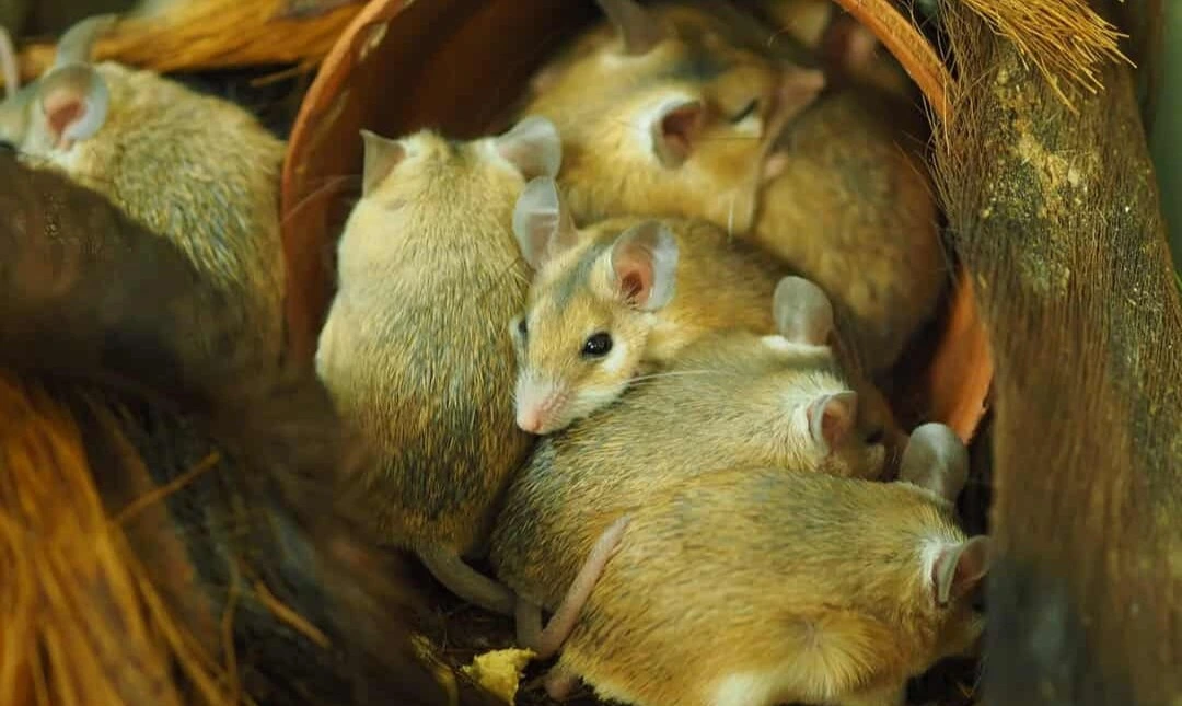 how to detect mouse nests in your yard