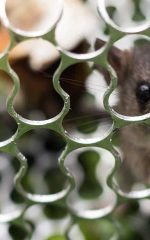 how to get mice out of your yard