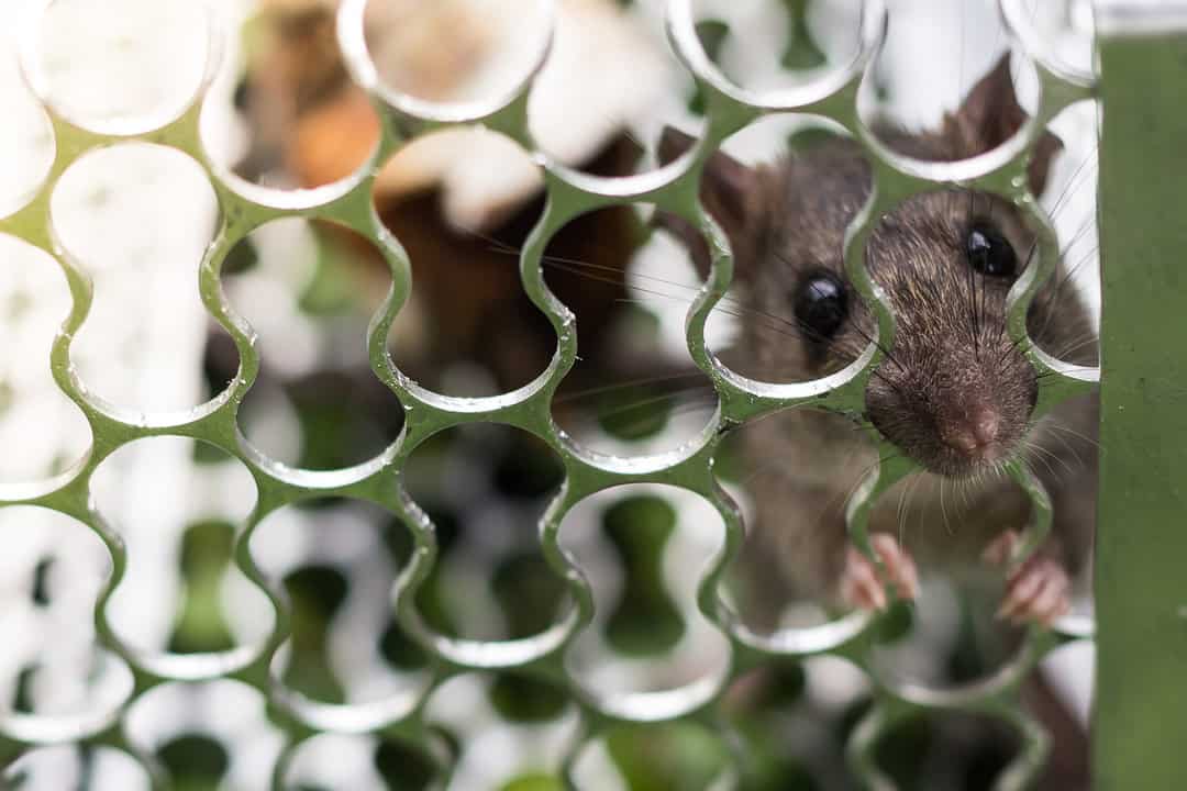 how to get mice out of your yard
