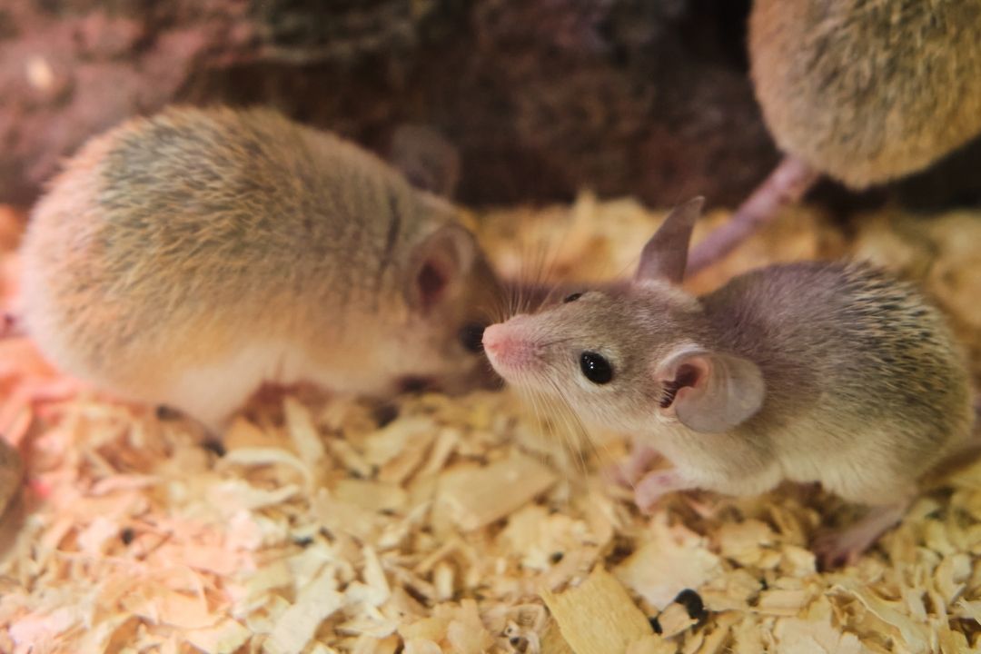 keep mice away from your yard