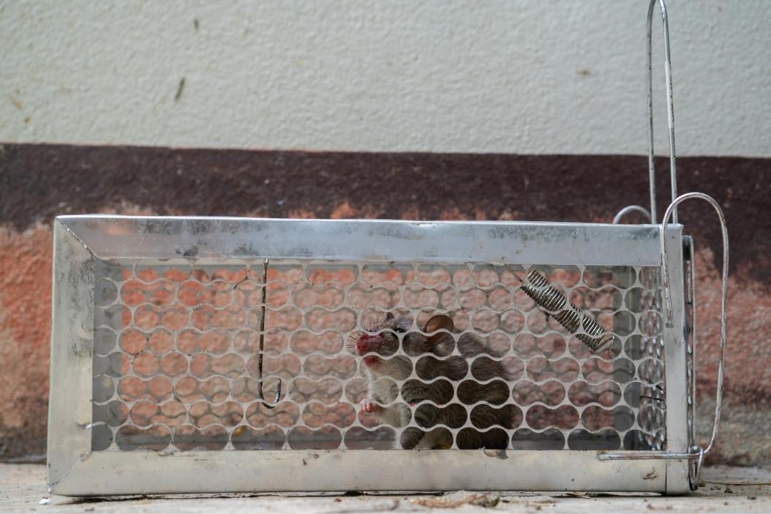 mice traps near nests