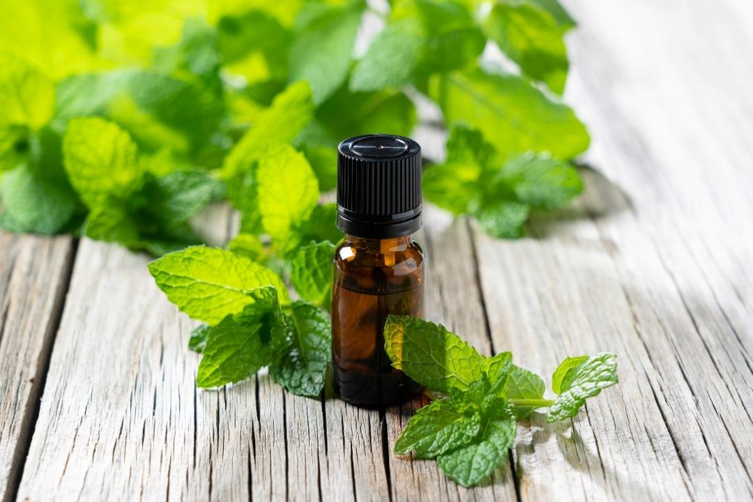 natural mouse repellents to try