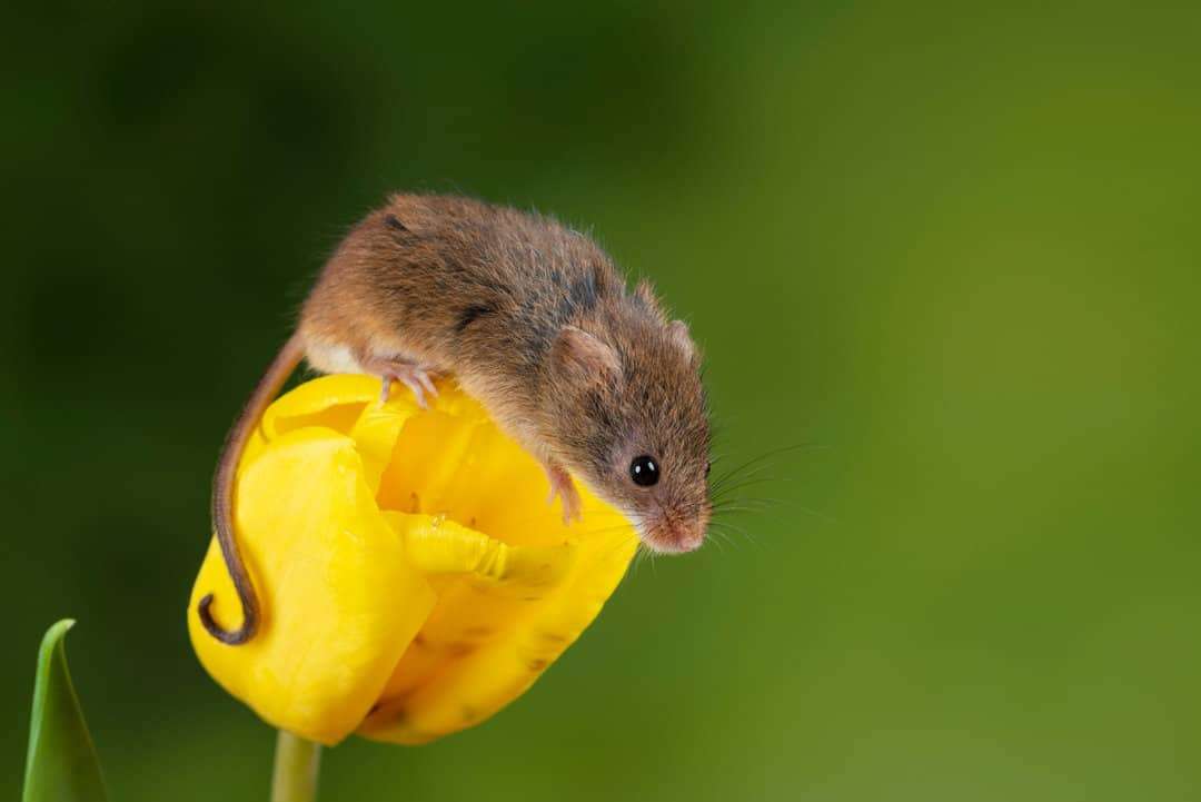 risks of having mice in your yard
