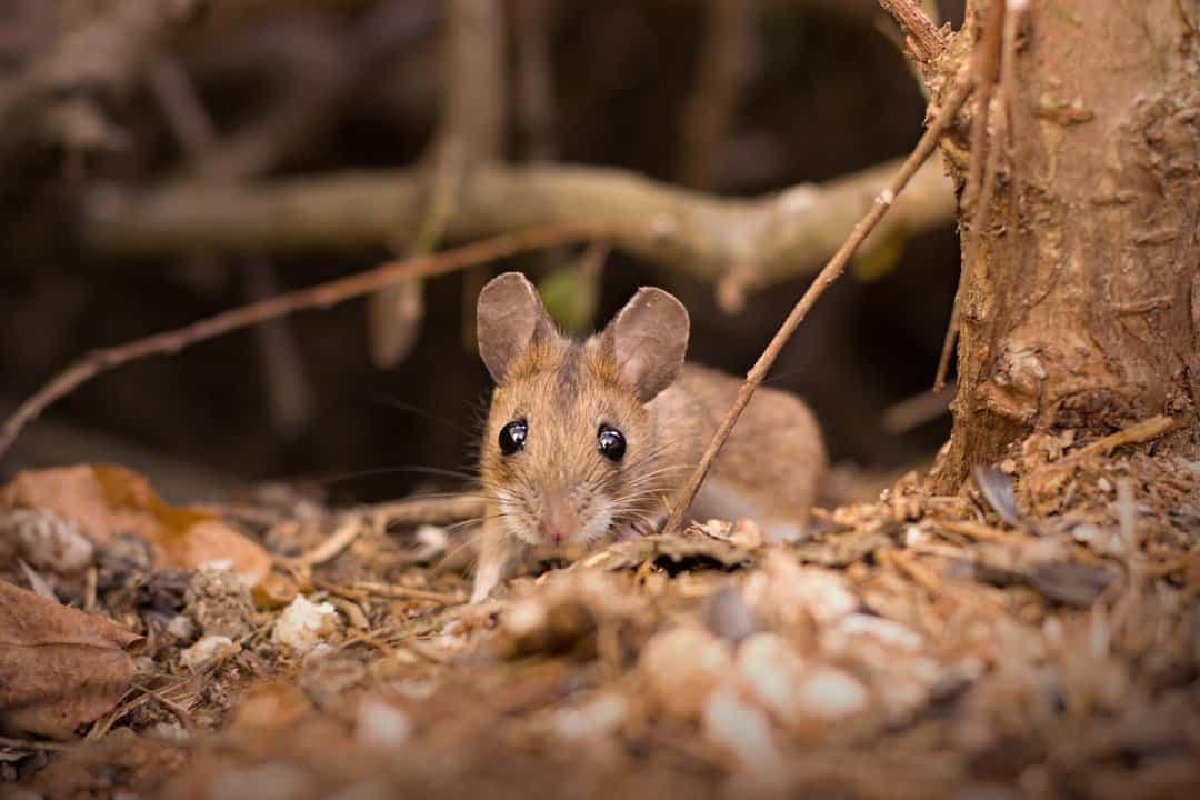 signs of mice in your yard