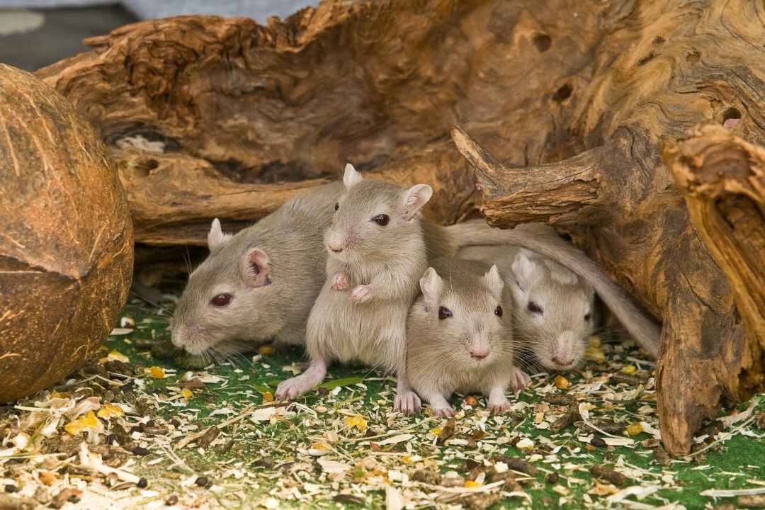 how to detect mouse nests in your yard