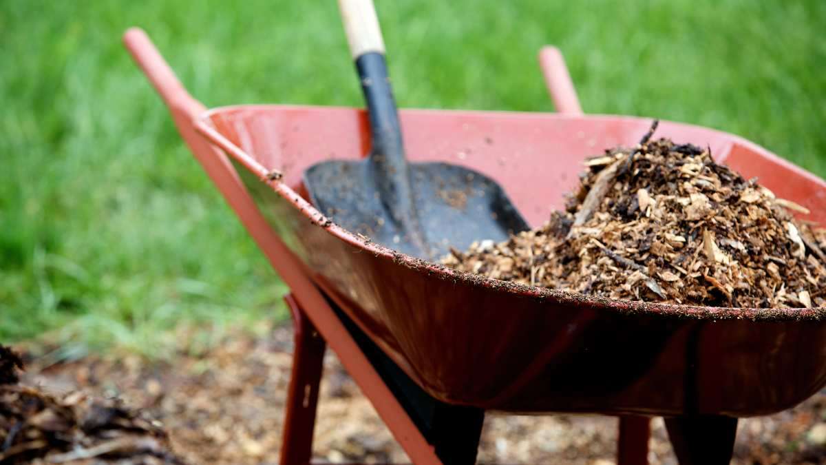 ways your landscaping can repel mice